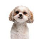 adrian